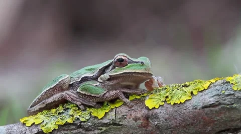 Funny Tree Toad, thinking like, Hyla arborea arborea Video stock 42544536