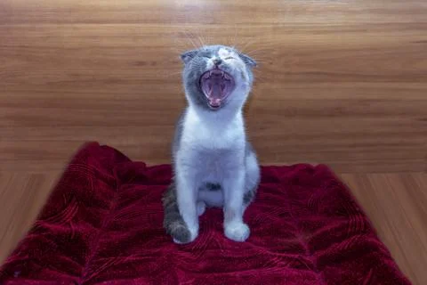 Funny tricolor cat scottish fold sits on the mat and yawns. Foto stock