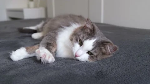 Funny tricolor cat under a gray blanket in a modern bedroom. Stock Footage 154407822