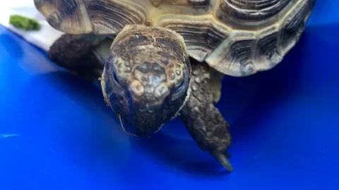 Funny turtle crawling Stock Footage 91651370