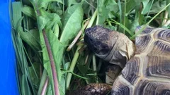 funny turtle eating, winks and opens her... | Stock Video | Pond5