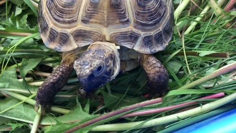 Funny turtle eating grass Stock Footage 91576273
