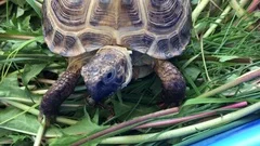 funny turtle eating, winks and opens her... | Stock Video | Pond5 funny turtle eating, winks and opens her... | Stock Video | Pond5