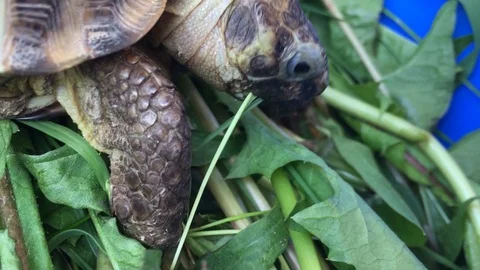 Funny turtle eating grass 動画素材 91576280