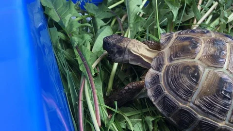 Funny turtle eating grass 動画素材 91576318