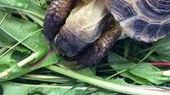 funny turtle eating, winks and opens her... | Stock Video | Pond5