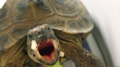 Funny turtle eating, winks and opens her mouth 動画素材 52139724