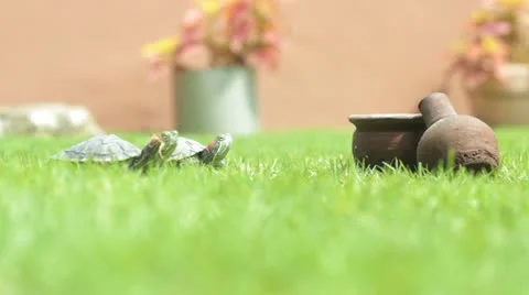 Funny Turtles Video stock 11879317