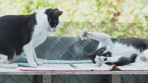 Funny two black and white cats playing with green leaf 4k video Stock Footage 147844714