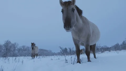 Funny two brown wild Mongolian horses going to camera outdoors in winter Stock Footage 115170852