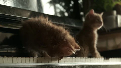 Funny two cute ginger domestic kittens, on old piano, vintage cinematic Stock Footage 304457271