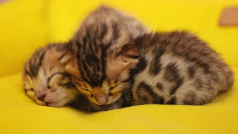 Funny two kittens front face that have not yet opened eyes. Newborn, fluffy Stock Footage 316547778