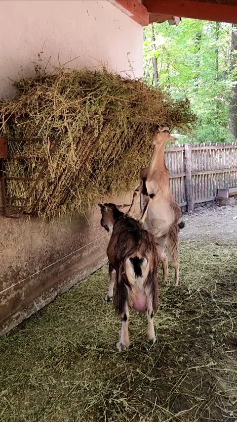 Funny video about goats Stock-Footage 317697192