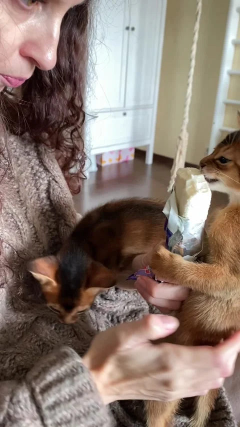 Funny video about kittens: abyssinian cats fighting over ice cream. Stock Footage 305300882