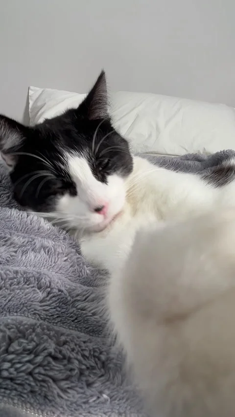 Funny video of black and white cat grooming itself on a soft gray blanket with Vidéo 337420730