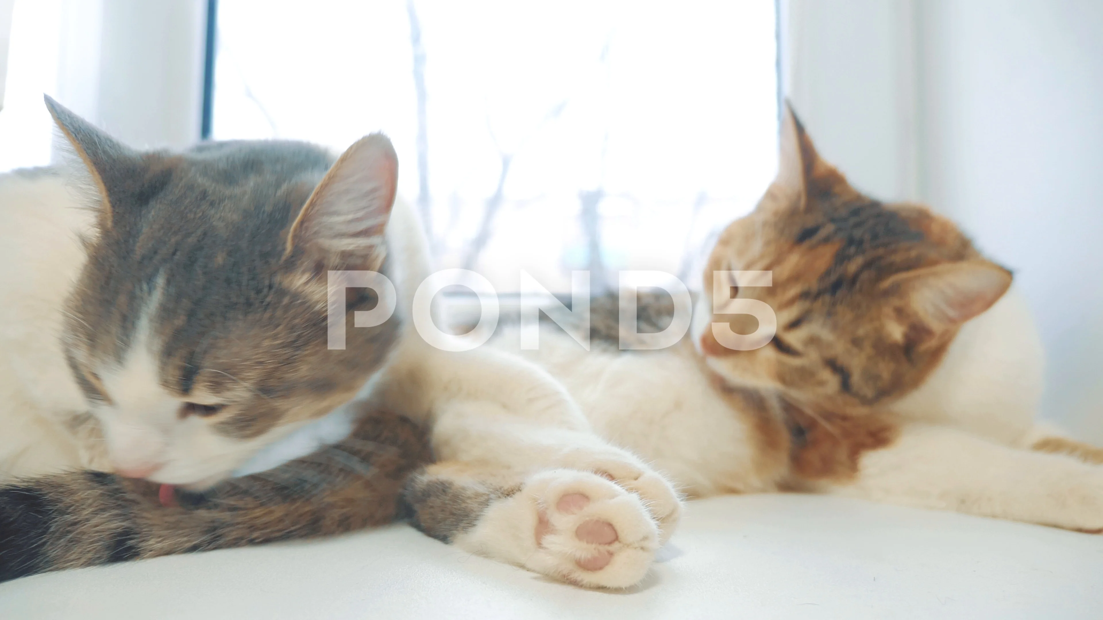 funny video cat. cats lick each other ki... | Stock Video | Pond5 funny video cat. cats lick each other ki... | Stock Video | Pond5
