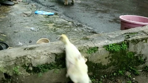 Funny video Stock-Footage 331816700