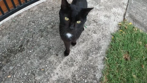 Funny video with funny black cat playing with camera Stockbeeldmateriaal 279820191