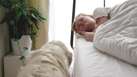 Funny video. love for pets. big white dog wakes up the mistress in the bedroom Vídeos de archivo 130814043