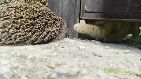 Funny video as red cat is playing with hedgehog Stock Footage 275184569