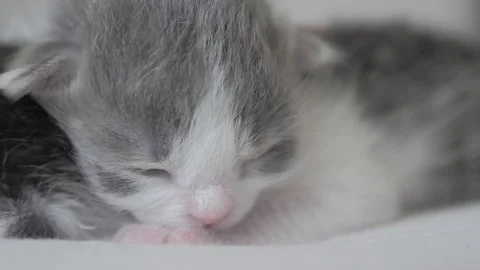 Funny video two cute newborn kittens sleep teamwork on the bed. pets concept Stock Footage 111449605