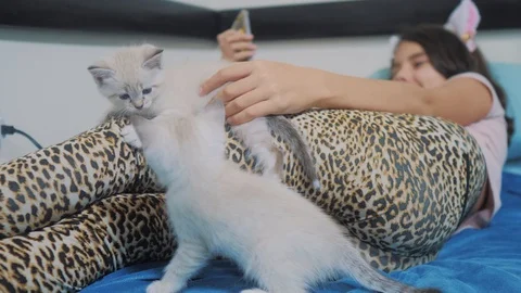 funny video two kittens playing on the l... | Stock Video | Pond5
