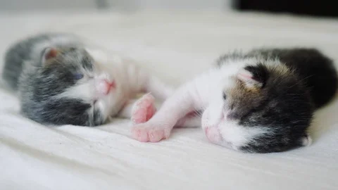 Funny video two pets cute newborn kittens sleep teamwork on the bed. pets Stock Footage 112672533