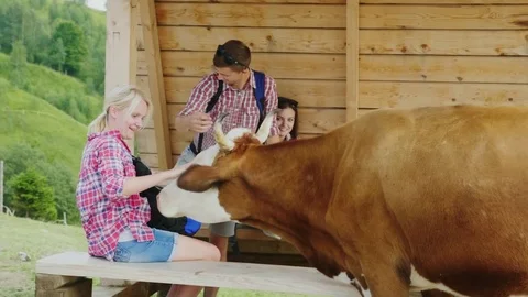 Funny videos with animals. The cow acquainted with tourists. Tourism and travel. Stock Footage