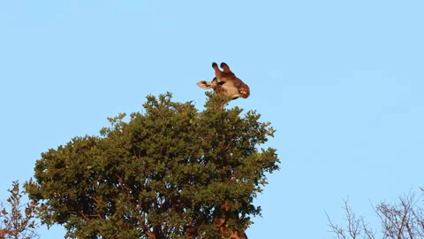 Funny view of tall Cape Giraffe head sticking out behind treetop chewing a bone Stock Footage 333719620