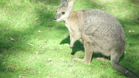 Funny wallaby on green grass Video stock 80492570