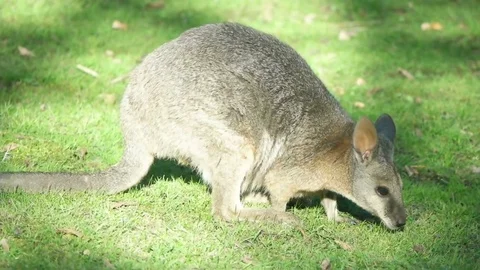 Funny wallaby on green grass, slow motion Stock Footage 80492414