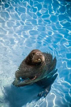 Funny walrus in a pool looking at the camera Stock Photos
