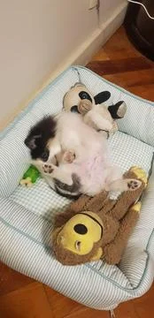 A funny way to sleep Stock Photos