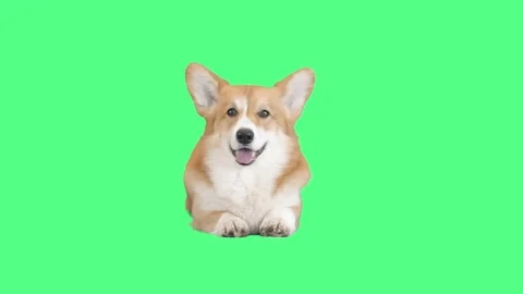 Funny welsh corgi looking  on green screen Stock Footage 78593073