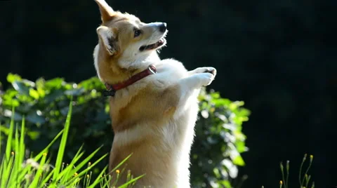 Funny welsh corgi showing tricks Stock Footage 66757260