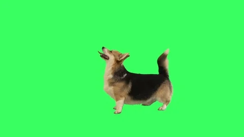 Funny corgi online videos