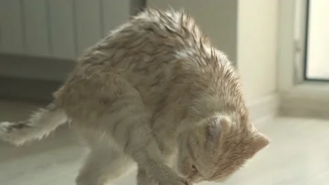 Funny wet red Scottish fold cat shaking off water after bath and licks its paw Video stock 201133053