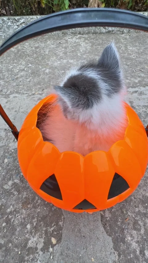 Funny white and black kitten sitting in a Halloween pumpkin basket outdoor Stock Footage 285979290