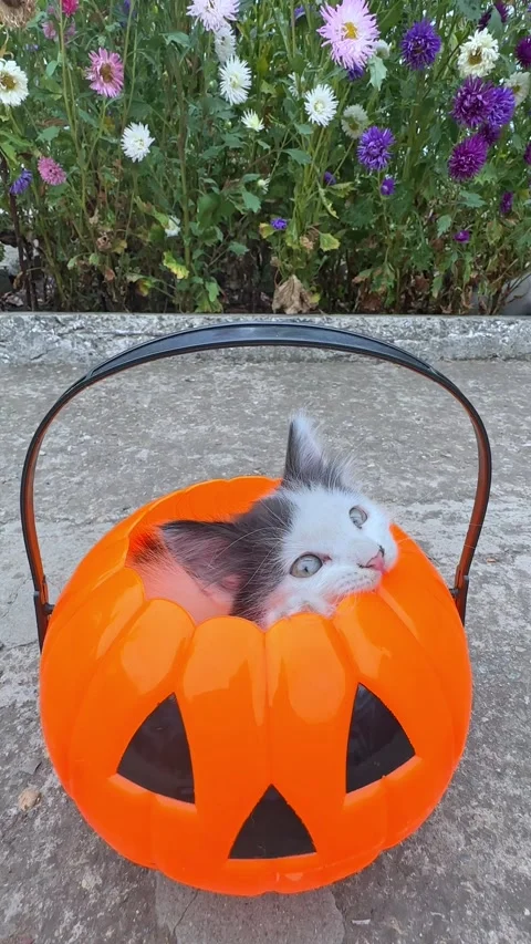 Funny white and black kitten sitting in a Halloween pumpkin basket outdoor Stock Footage 285979306