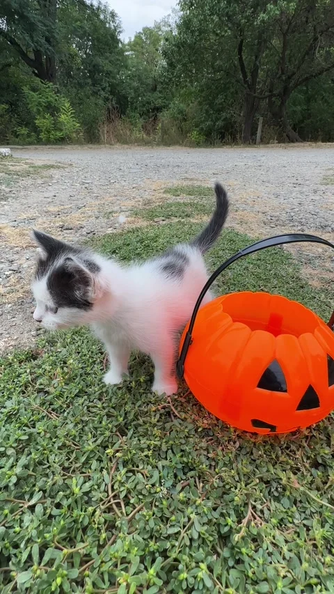 Funny white and black kitten playing with a Halloween pumpkin basket outdoor Stock Footage 285979316