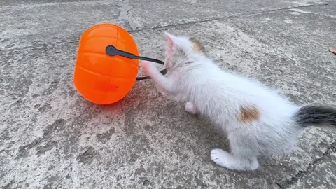 Funny white and black kitten playing with a Halloween pumpkin basket outdoor Stock Footage 285979326