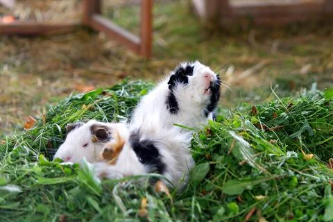 Funny white and brown guinea pigs eating fresh green grass. Domestic animals Foto stock
