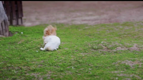 Funny white and red rabbits fighting on green grass, fur flying in dramatic 4K Stock Footage 335293294