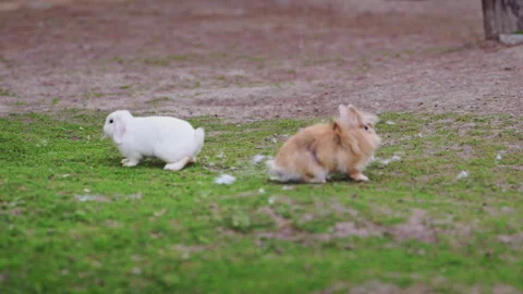 Funny white and red rabbits sitting back to back after a fight on green grass in Stock Footage 335484652