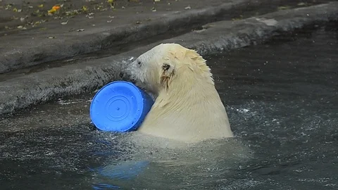 Funny white bear with plastic toy Stock Footage 90986139