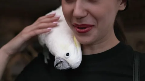 Funny white big parakeet sitting on owner shoulder. Stock Footage 311828637