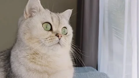 Funny of a white british cat, with big eyes, close-up, in daylight Stock Footage 220454411