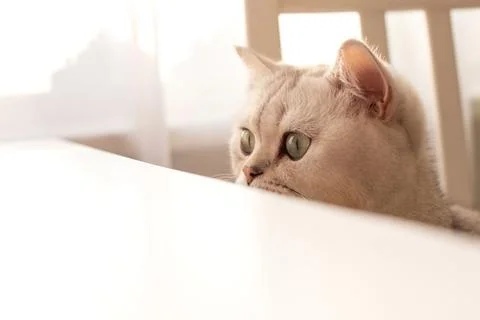 Funny a white British cat peeks out from under a white table Stock Photos
