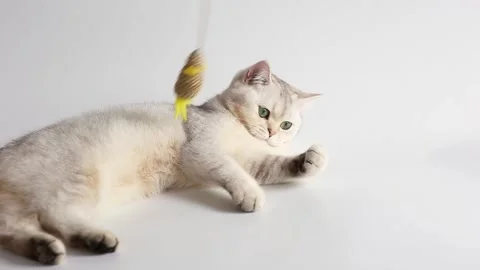 A funny white british cat plays with a toy mouse on a rope Stock Footage 155481441