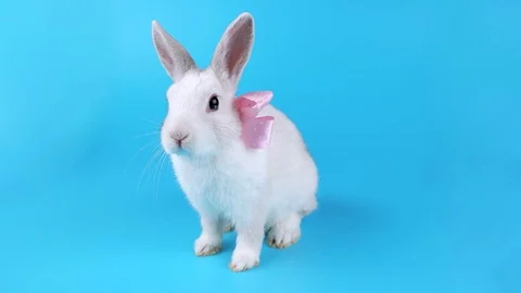 Funny white bunny with pink bow sits and looking around Stock Footage 71201776